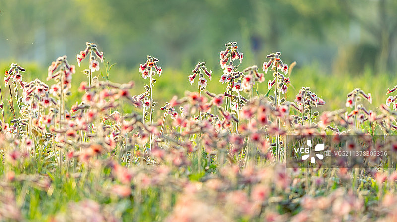 草丛里的精灵-地黄图片素材