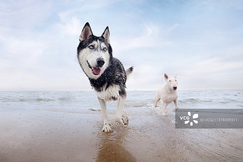 嬉戏的哈士奇犬和牛头梗图片素材