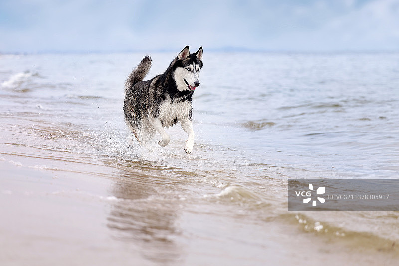 嬉戏的哈士奇犬图片素材