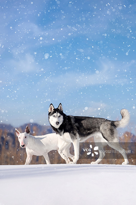 雪地中的哈士奇犬和牛头梗图片素材