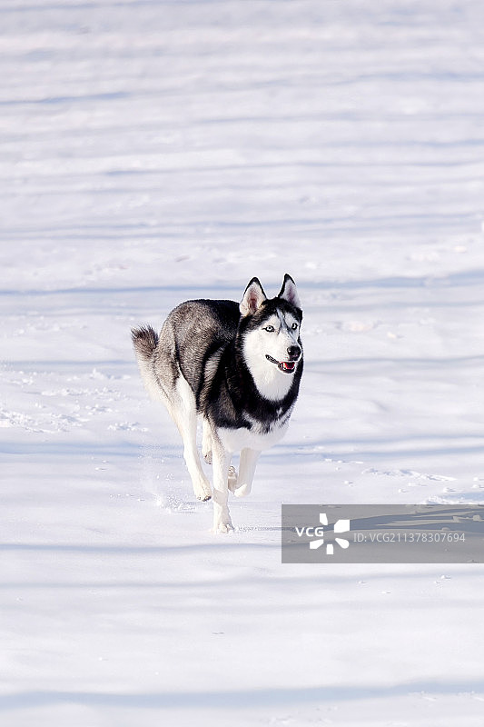 雪地中的哈士奇犬图片素材