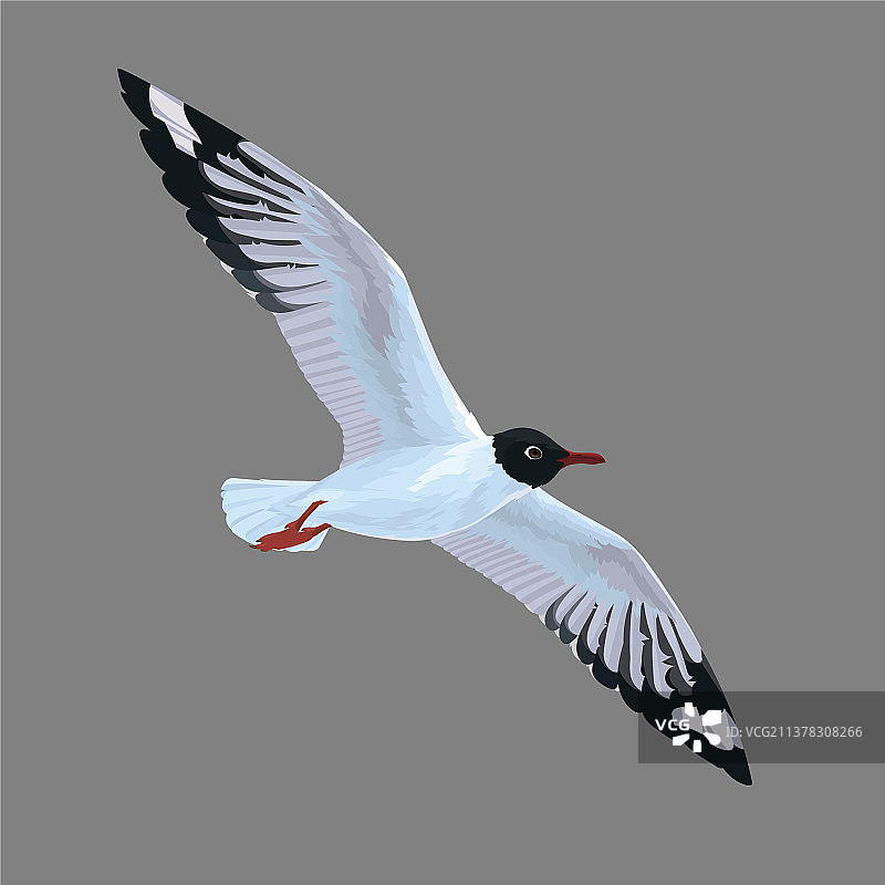 灰色背景上的逼真海鸥图片素材