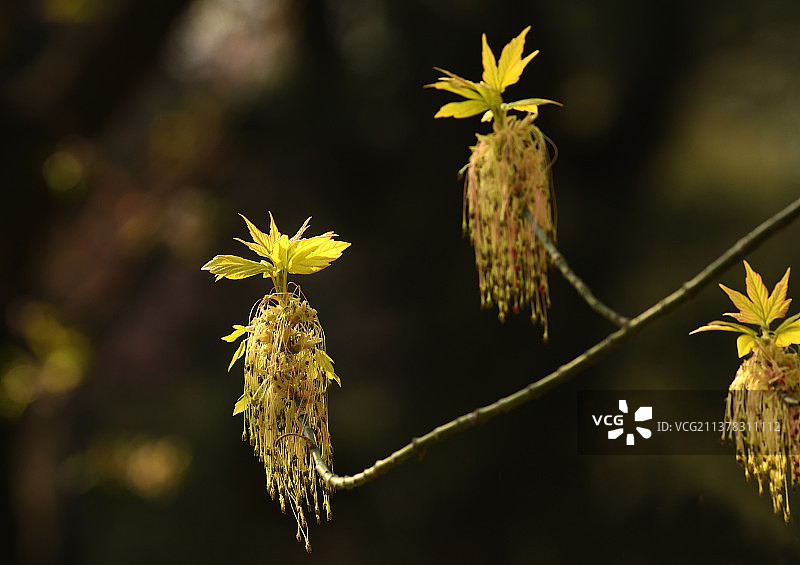 梣叶槭图片素材