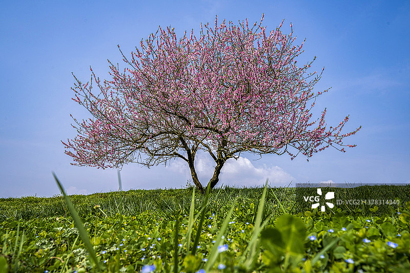 一颗桃花树图片素材