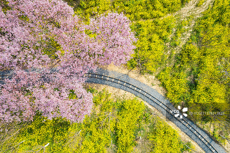 中国河南郑州樱花园春季航拍风光图片素材