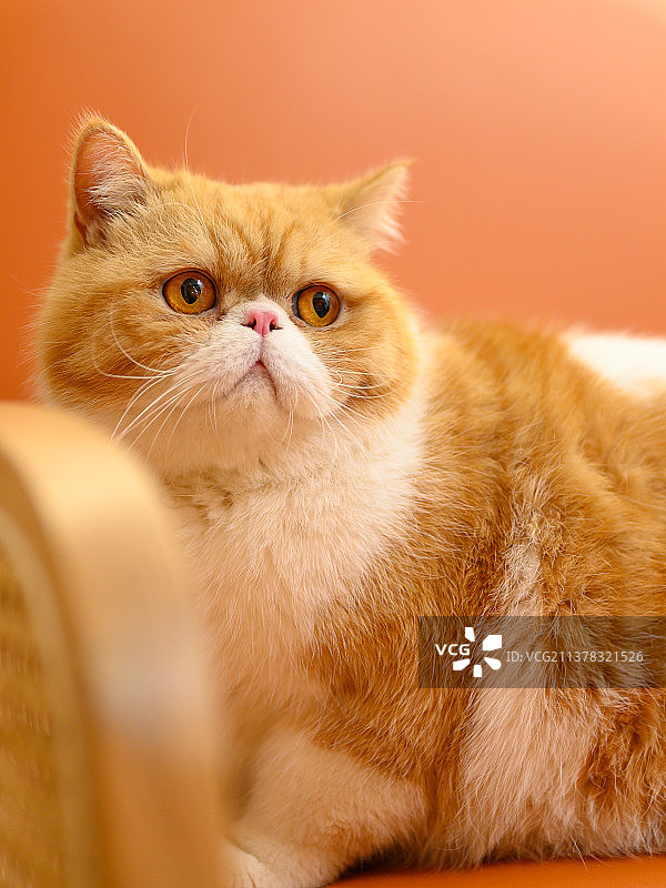 加菲猫图片素材