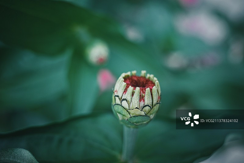 含苞待放图片素材