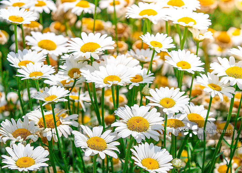 夏天盛开的白色雏菊花图片素材