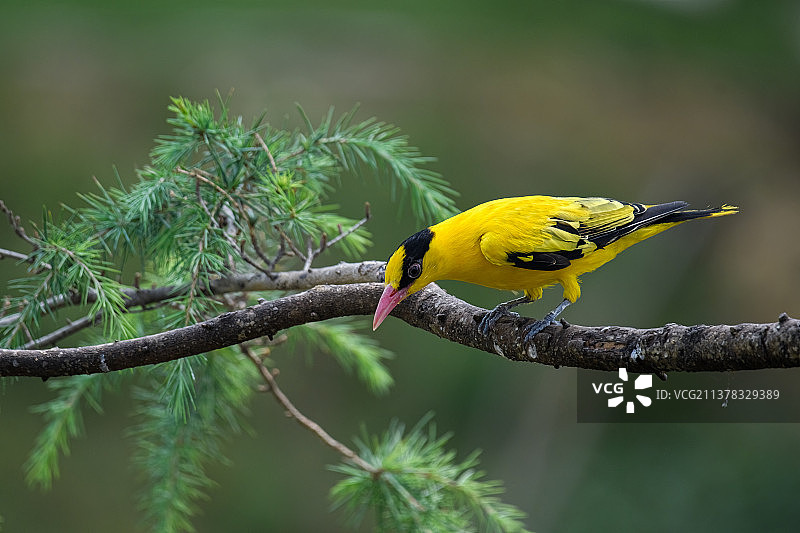 黑枕黄鹂  Black-naped Oriole图片素材