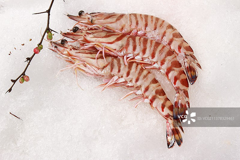 新鲜的海鲜海虾在白色的冰块上图片素材