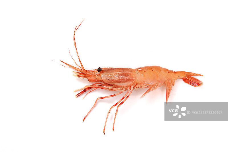 新鲜的海鲜海虾在白色的冰块上图片素材