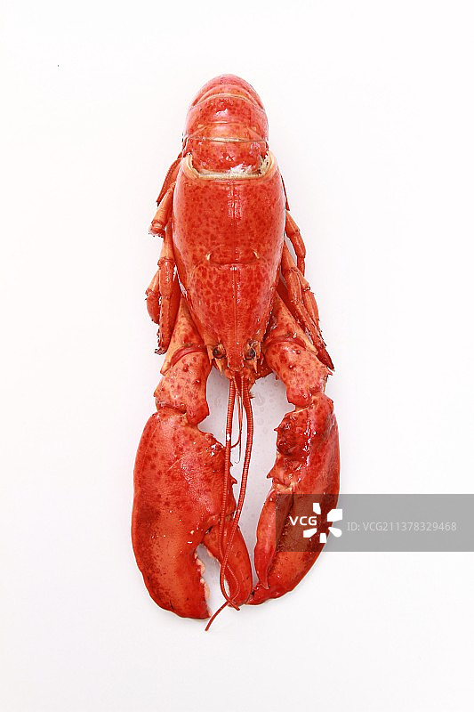 新鲜的海鲜海虾在白色的冰块上图片素材