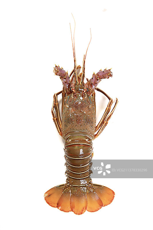 白色底色冰块上的小青龙龙虾海鲜图片素材