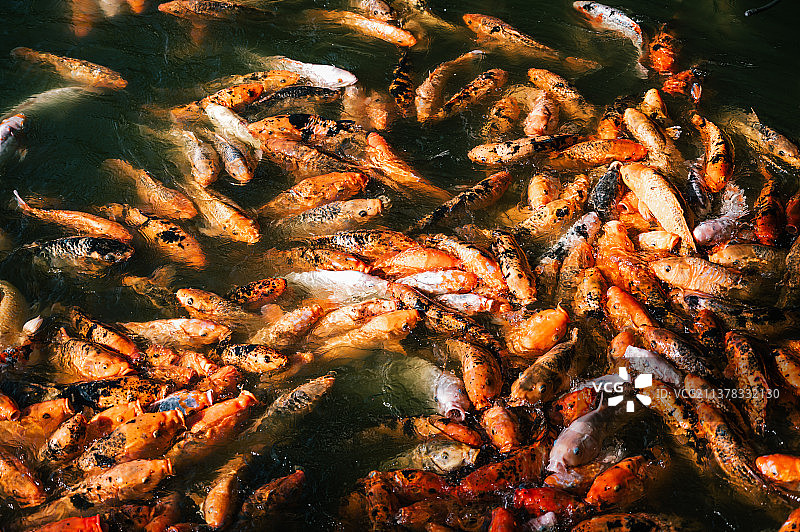 锦鲤在池塘中游泳的高角度视图图片素材