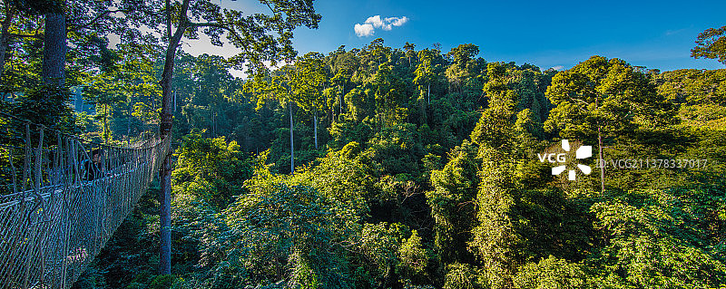 树林里的吊桥图片素材