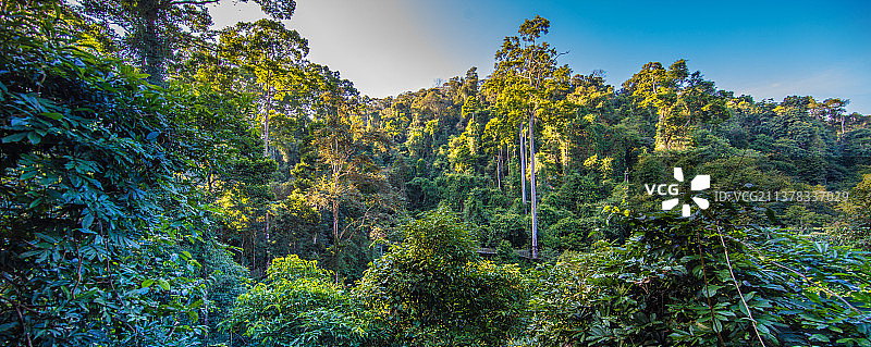 西双版纳热带植物图片素材