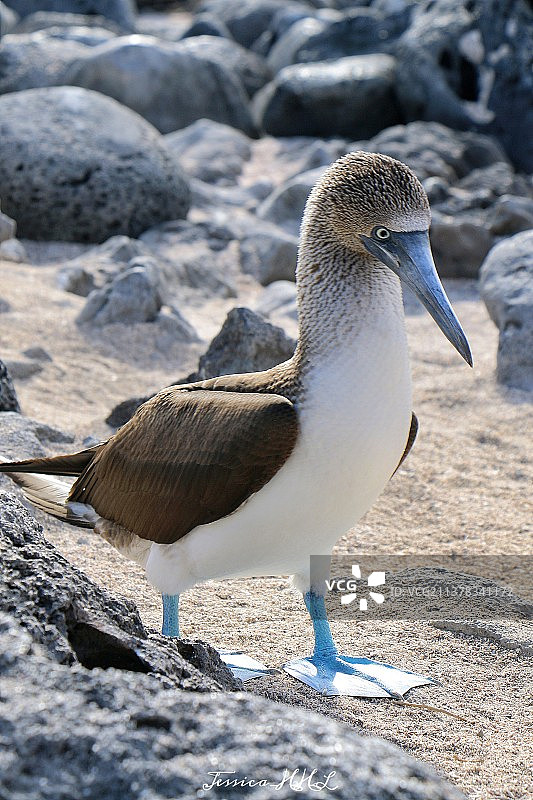 加拉帕戈斯蓝脚鲣鸟 | Galapagos Blue-footed booby图片素材