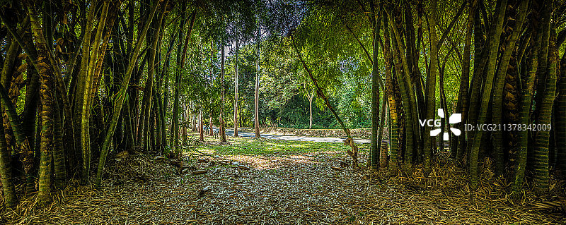 西双版纳热带植物园图片素材