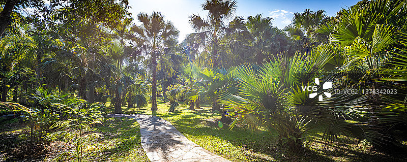 中国科学院西双版纳热带植物园图片素材