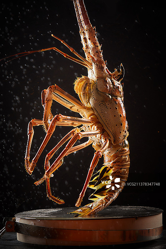 澳洲龙虾图片素材