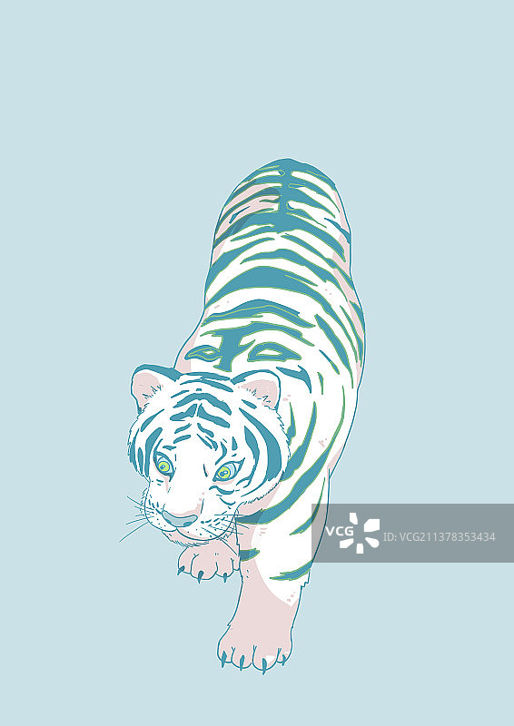 白老虎图片素材