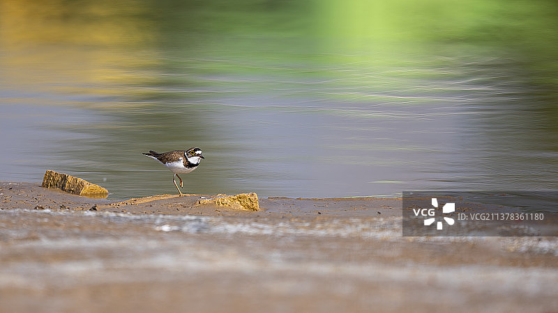 湖边散步的金眶鸻图片素材