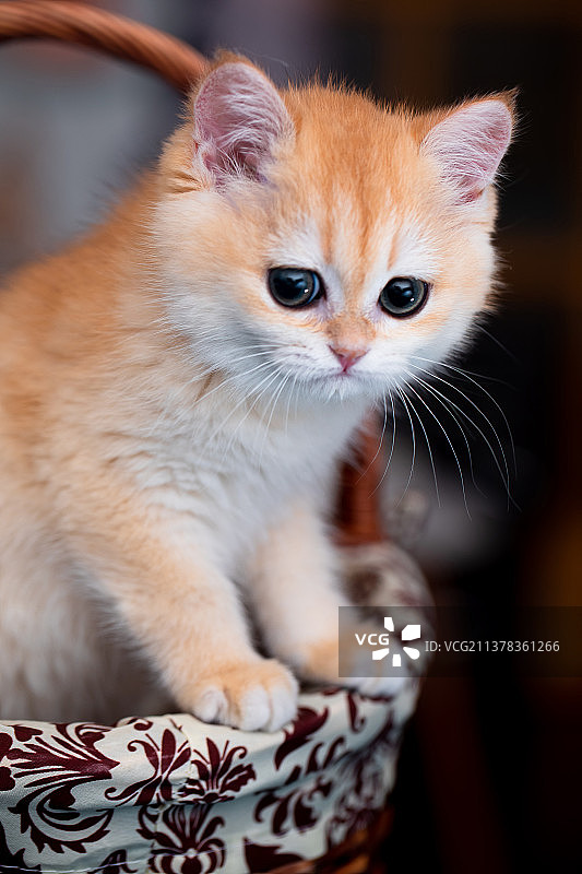 金渐层小猫图片素材