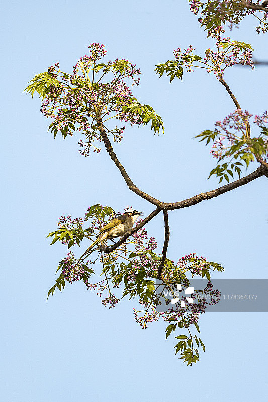 楝树上的白头鹎图片素材