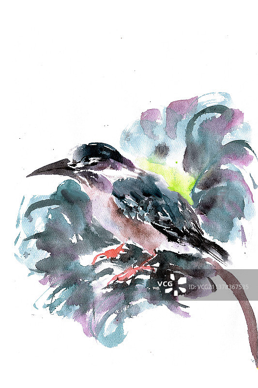 荷叶中的翠鸟图片素材