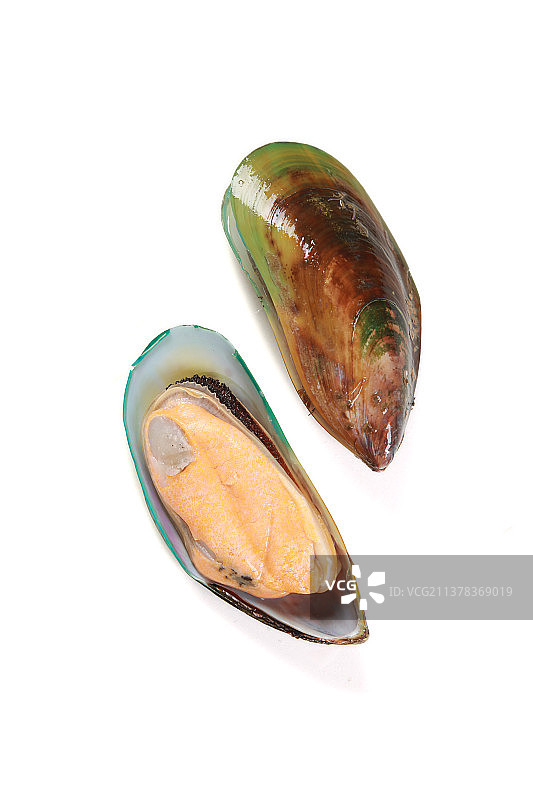 白色地图上的青口贝田螺图片素材