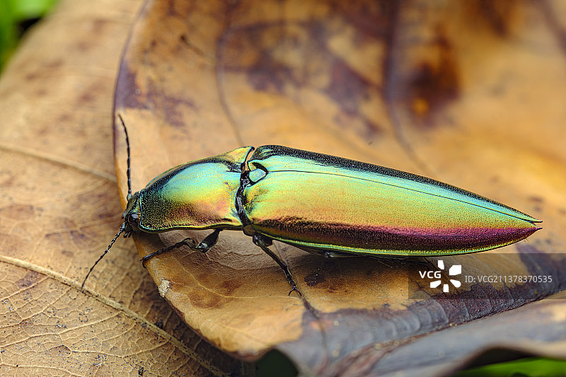 丽叩甲图片素材