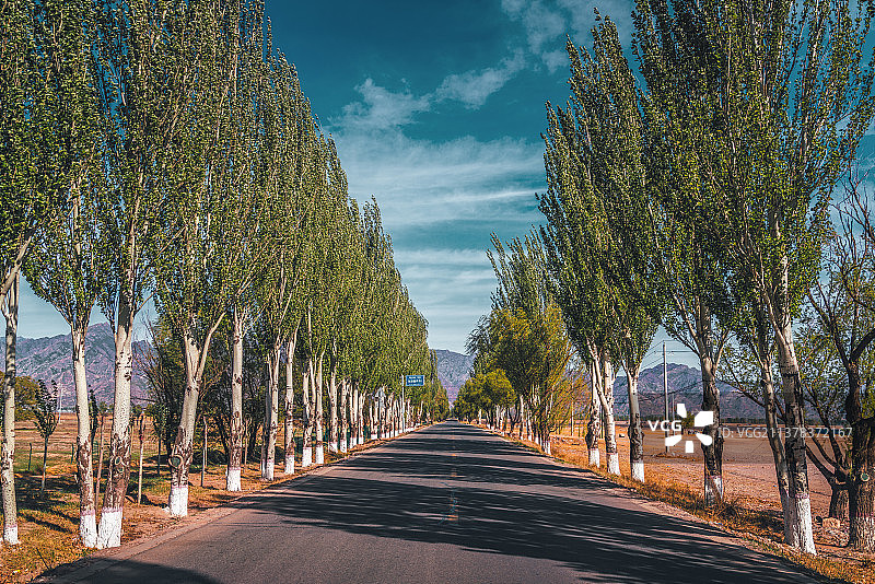 白杨树卫兵+内蒙古自治区呼和浩特市土默特左旗敕勒川文化旅游区图片素材