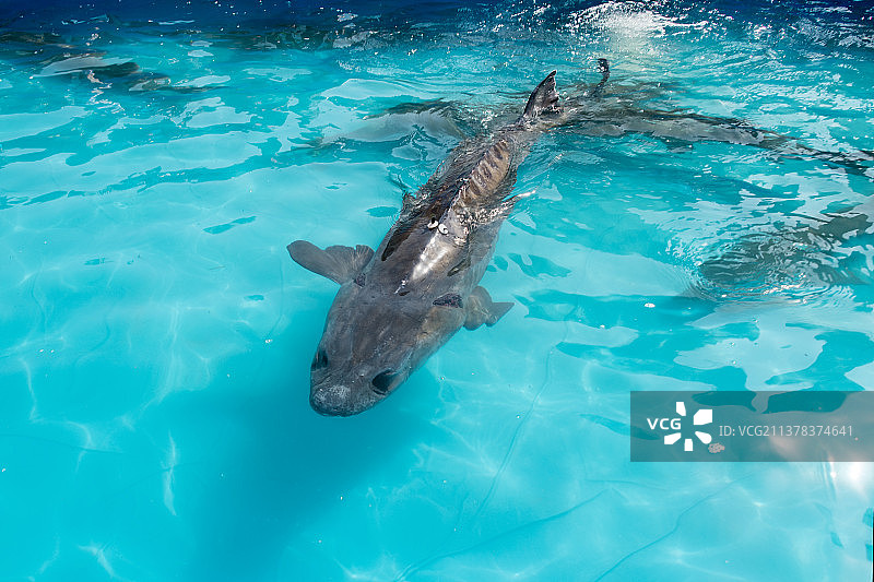 即将放归长江的人工繁育珍稀动物中华鲟图片素材