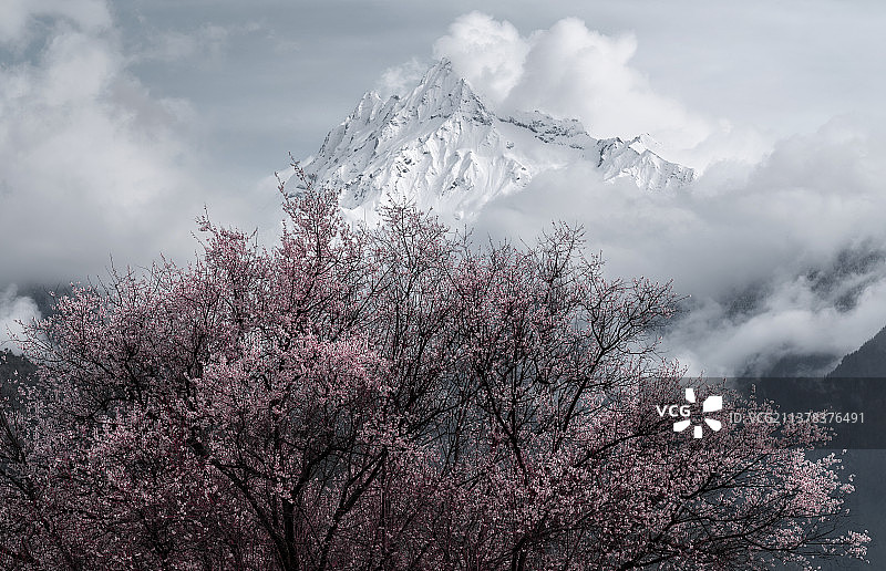 波密的桃花和雪山图片素材