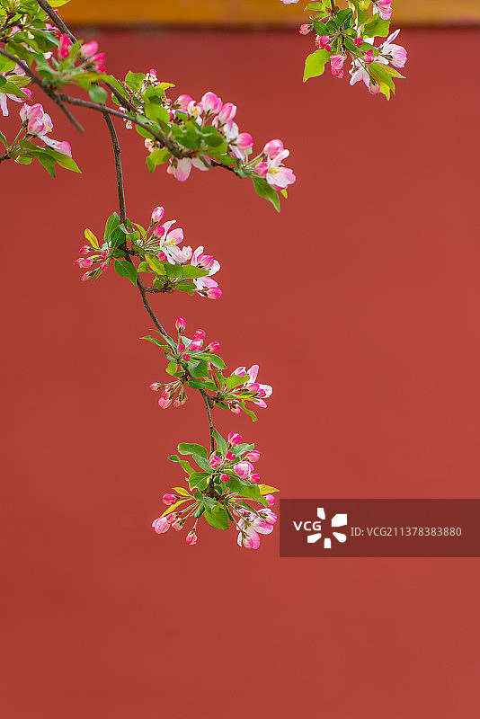 春天故宫文华殿海棠花绽放图片素材