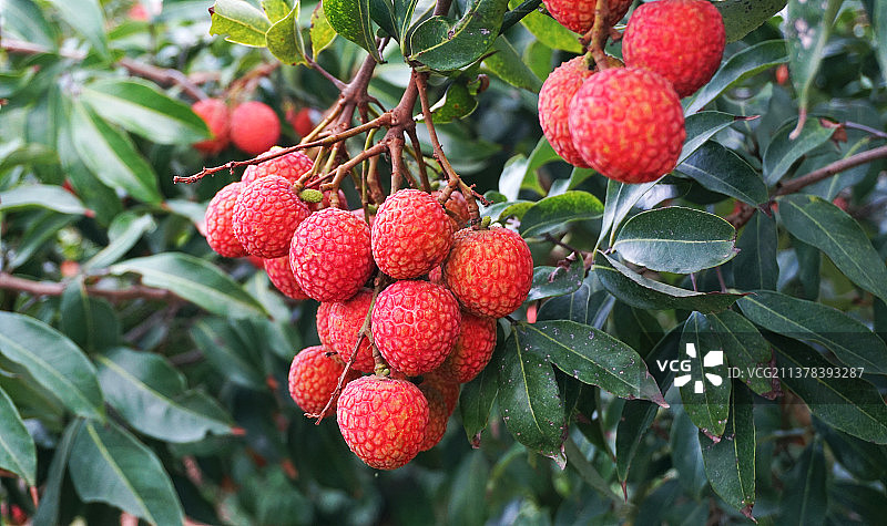 电白荔枝。图片素材