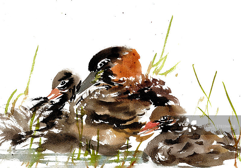 哺乳的鸭子图片素材