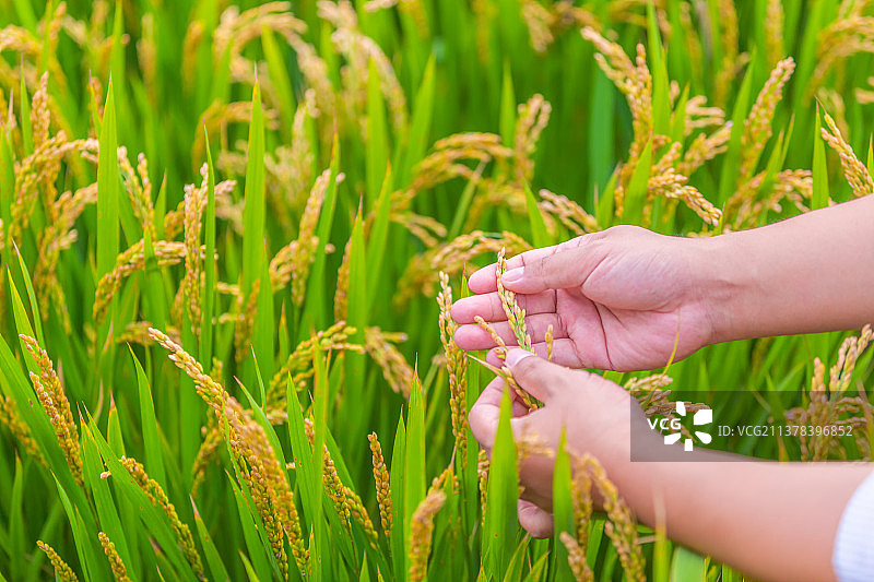 中国黑龙江哈尔滨市五常市东北大米农业技术员视察稻田图片素材