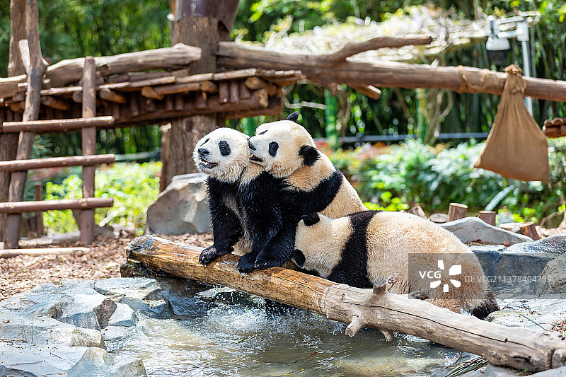 成都大熊猫繁育基地大熊猫图片素材
