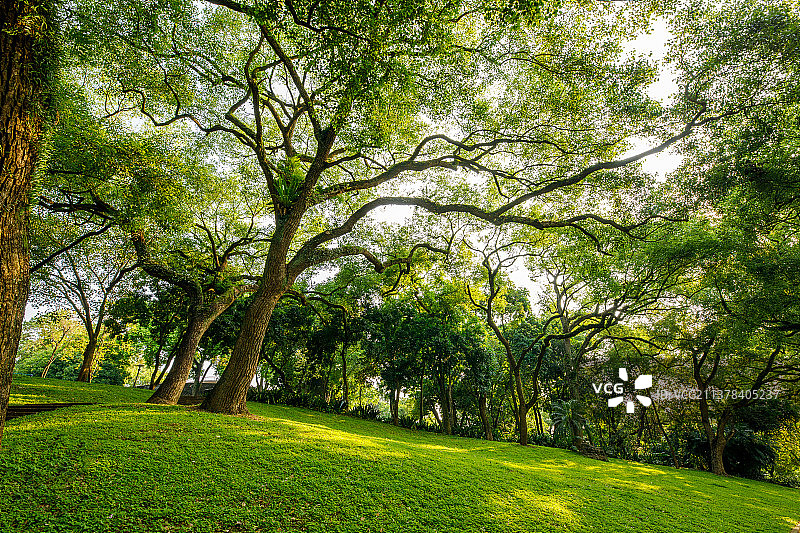 阳光照射在林荫草地上图片素材