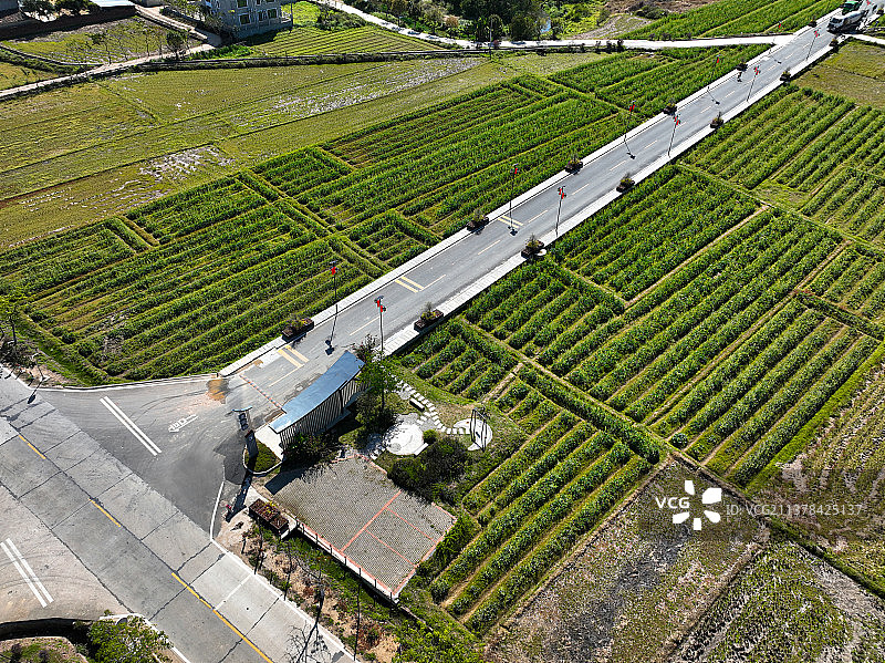 广东省惠州市惠城区横沥镇墨园村油菜花海航拍图片素材