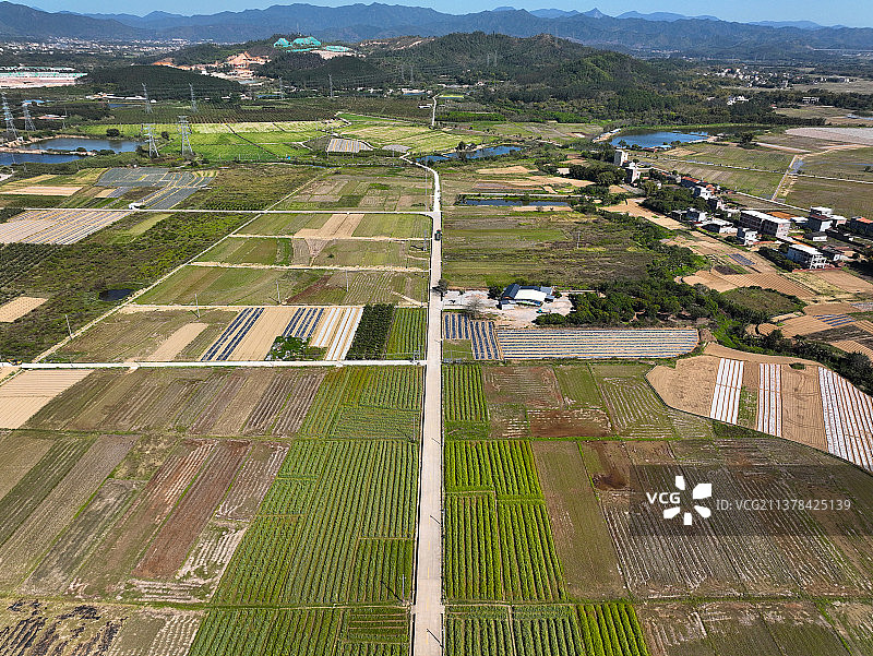 广东省惠州市惠城区横沥镇墨园村油菜花海航拍图片素材
