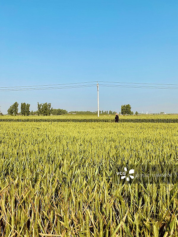 麦田图片素材