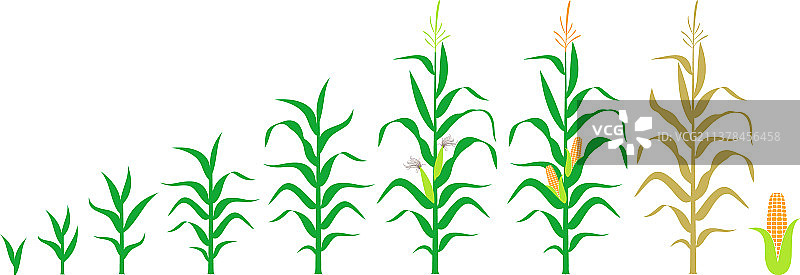 玉米秆图片素材