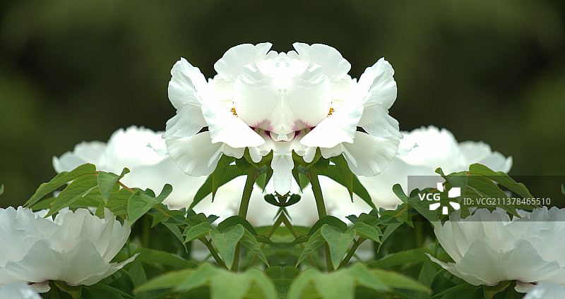 一束花图片素材