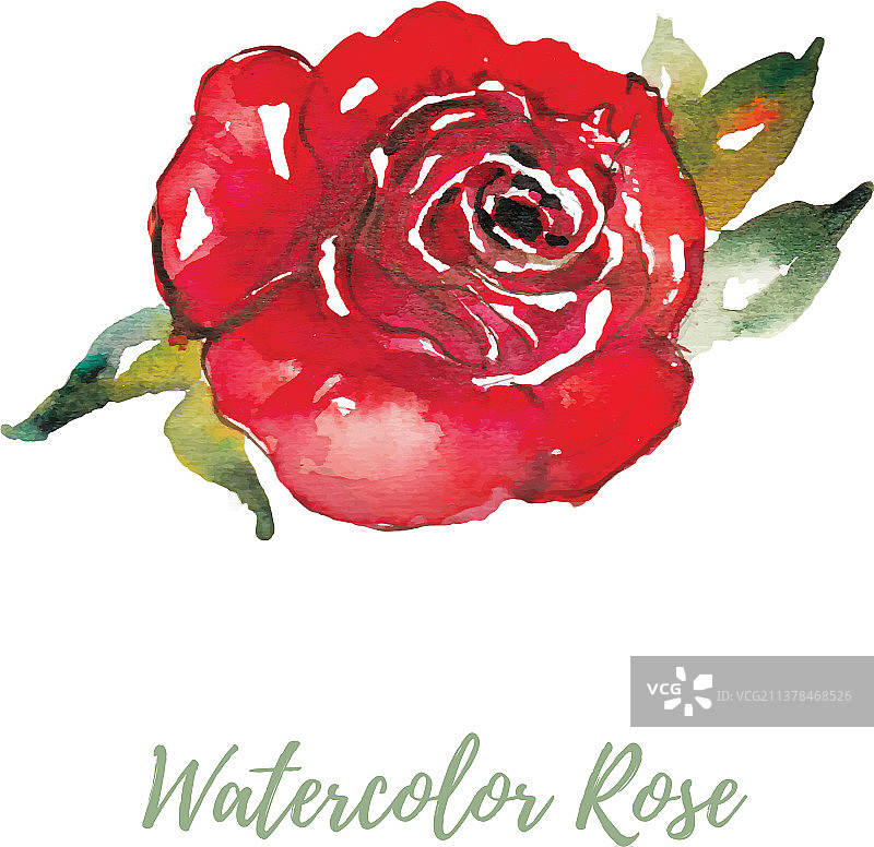 白色背景上的红色玫瑰特写图片素材