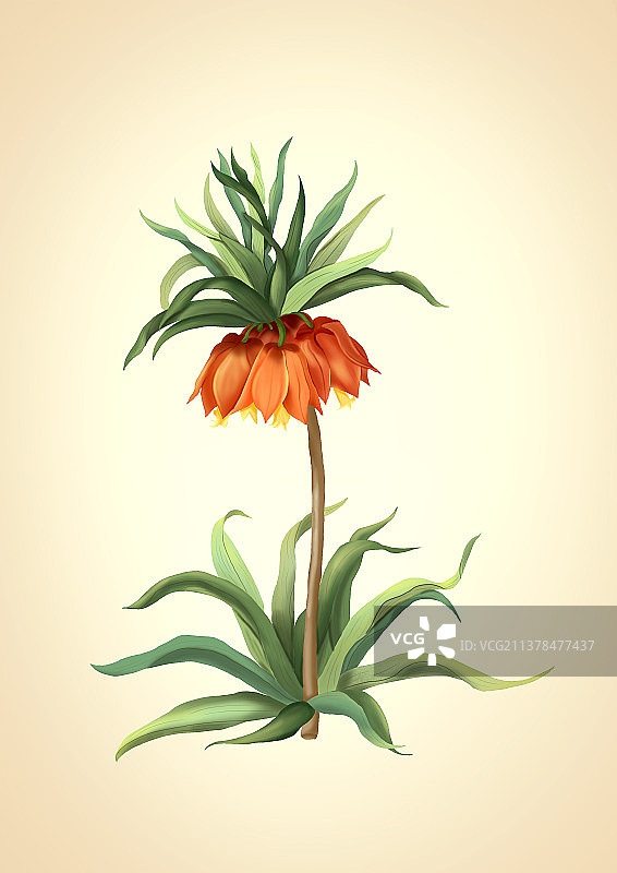 肌理植物插画图片素材