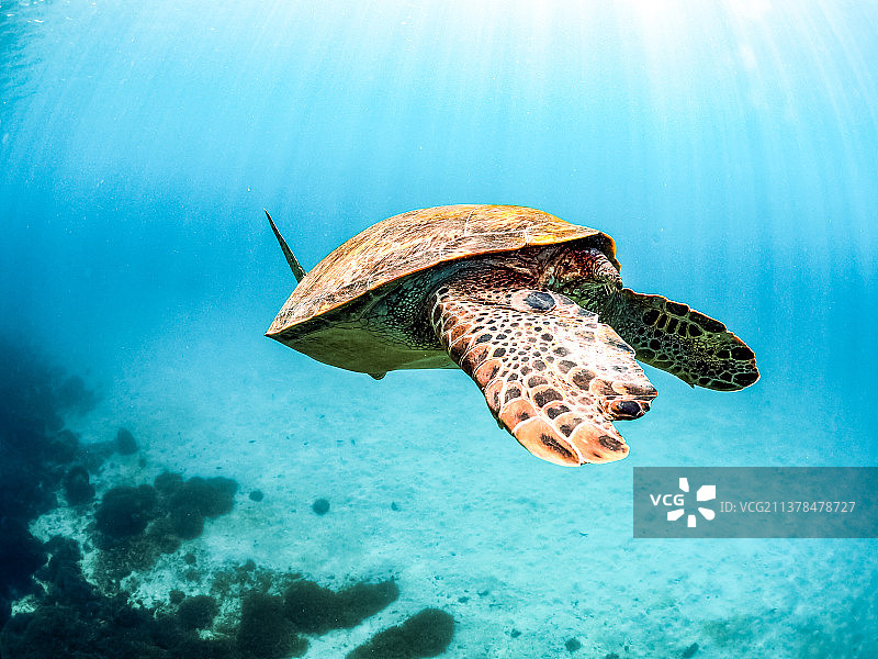 蓝色大海的·龟图片素材