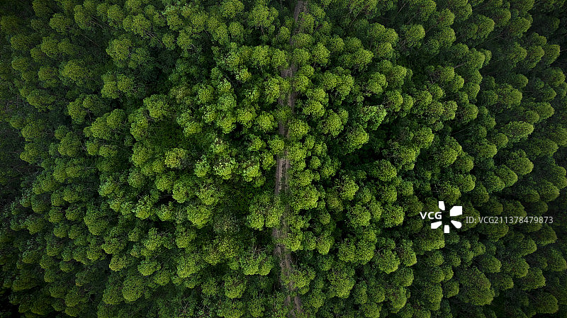 森林小道图片素材