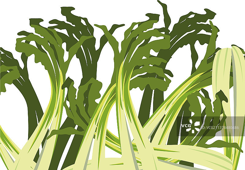 新鲜的葱图片素材